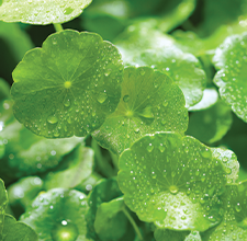 Blemish Control Face Serum